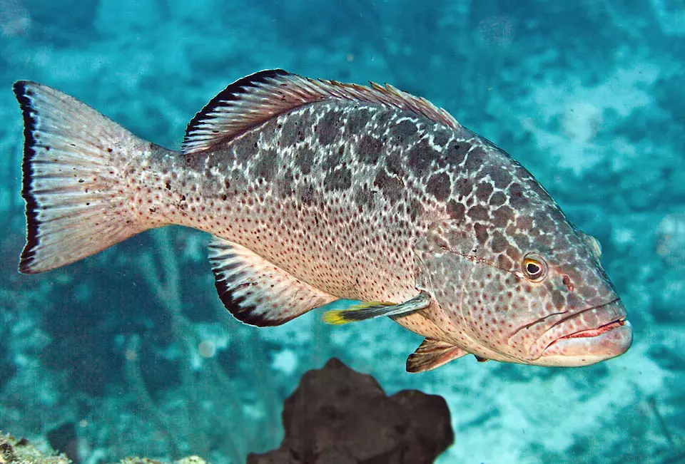 Yellowfin Grouper